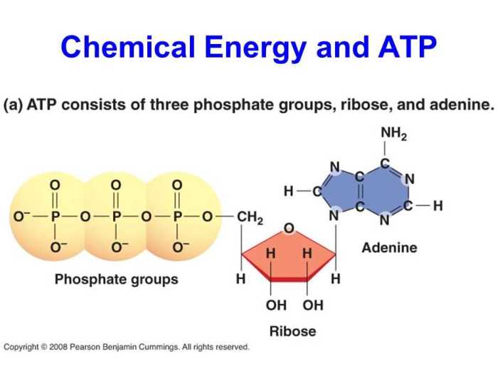 Atp free energy carrier pogil answers