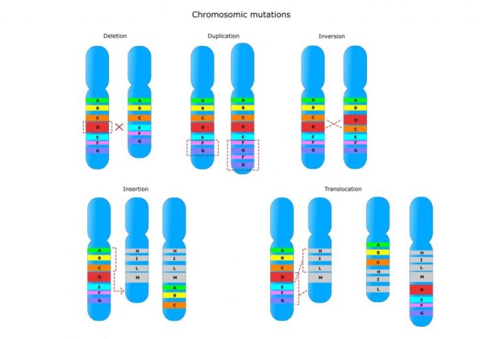 Gene and chromosome mutation worksheet