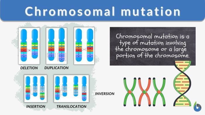 Gene and chromosome mutation worksheet