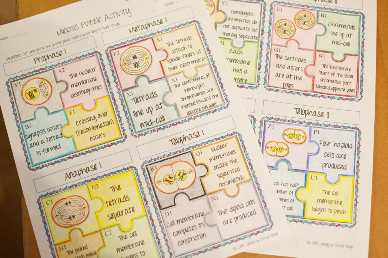 Meiosis puzzle activity answer key