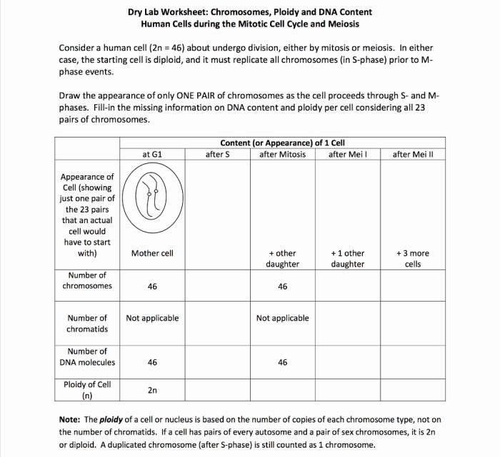 Gene and chromosome mutation worksheet