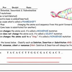 Gene and chromosome mutation worksheet