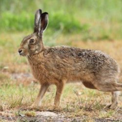 Small relative of a rabbit crossword