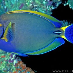 In an aquarium 2/5 of the fish are surgeonfish