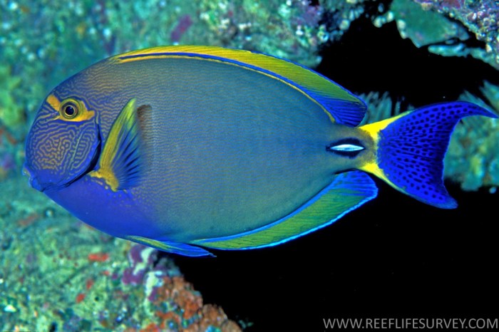 In an aquarium 2/5 of the fish are surgeonfish