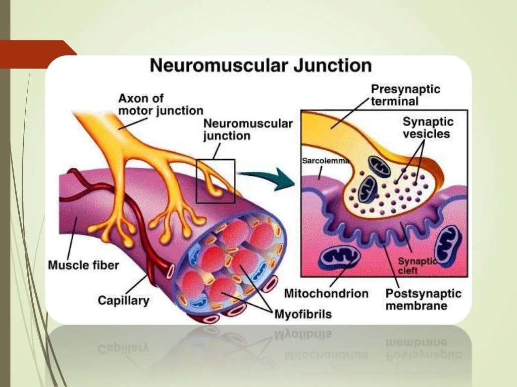 Correctly label the anatomical features of a neuromuscular junction